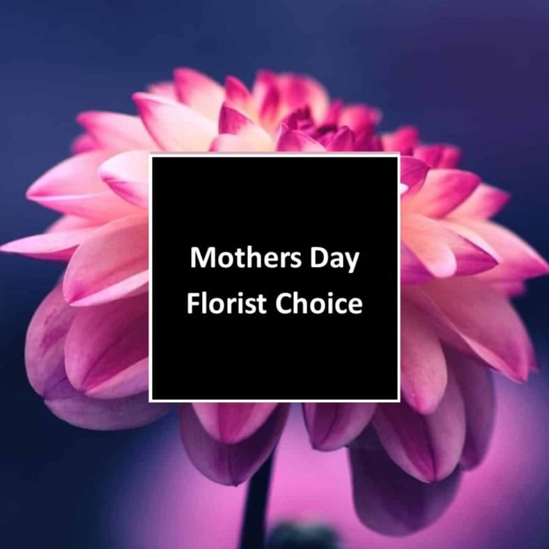 Vibrant pink and purple flower on a dark background