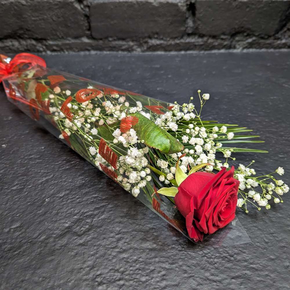 Valentine Single red rose wrapped with Gypsophila and foliage in clear cellophane with red ribbon – Anastasia Florists Aberdeen