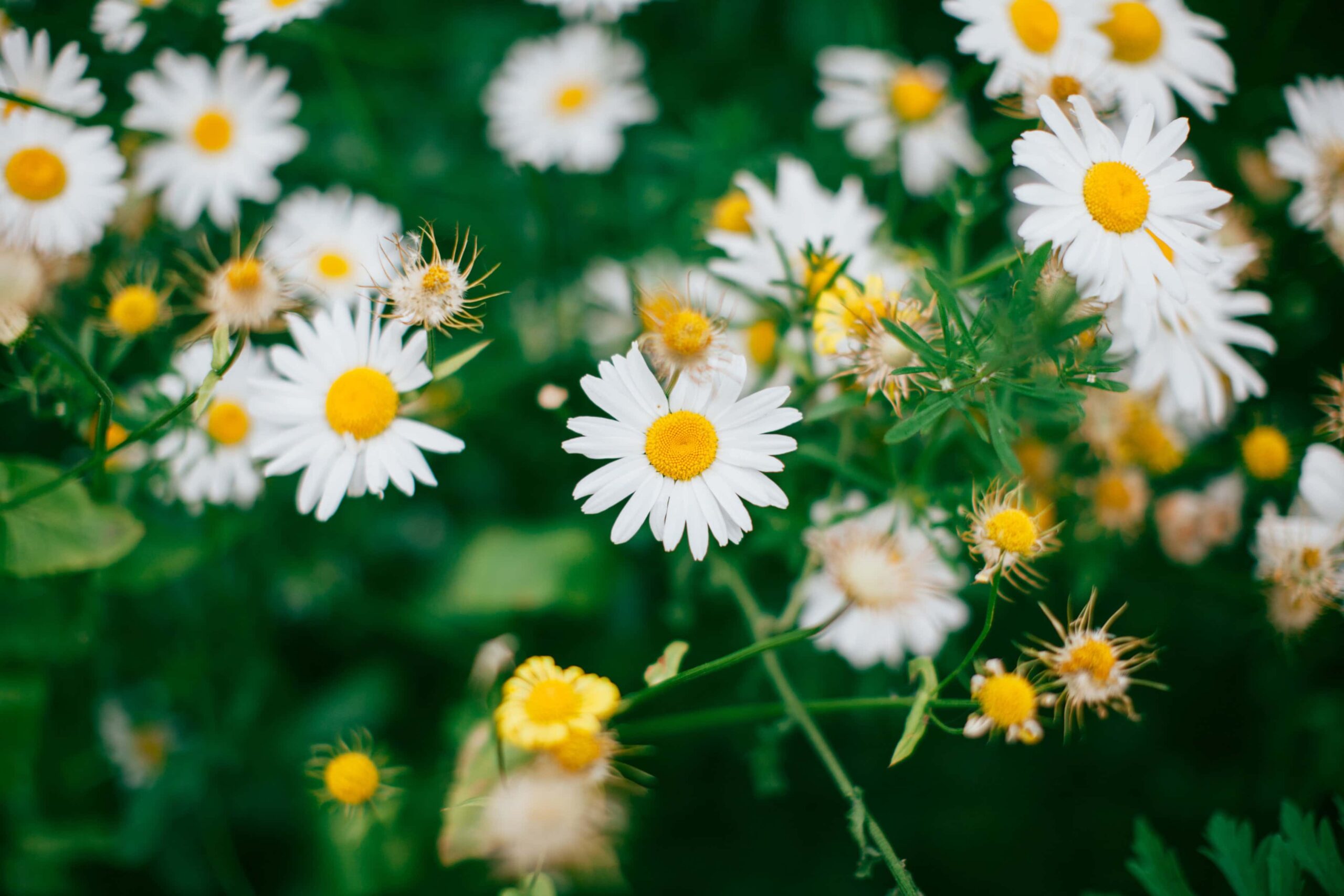 A Lot of Fresh Daisies Flower in Garden