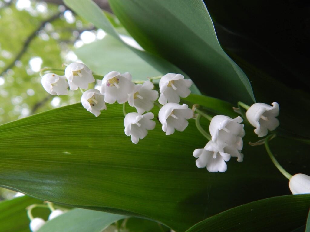 The Hidden Language of Flowers in Scotland Lily of Valley Flower