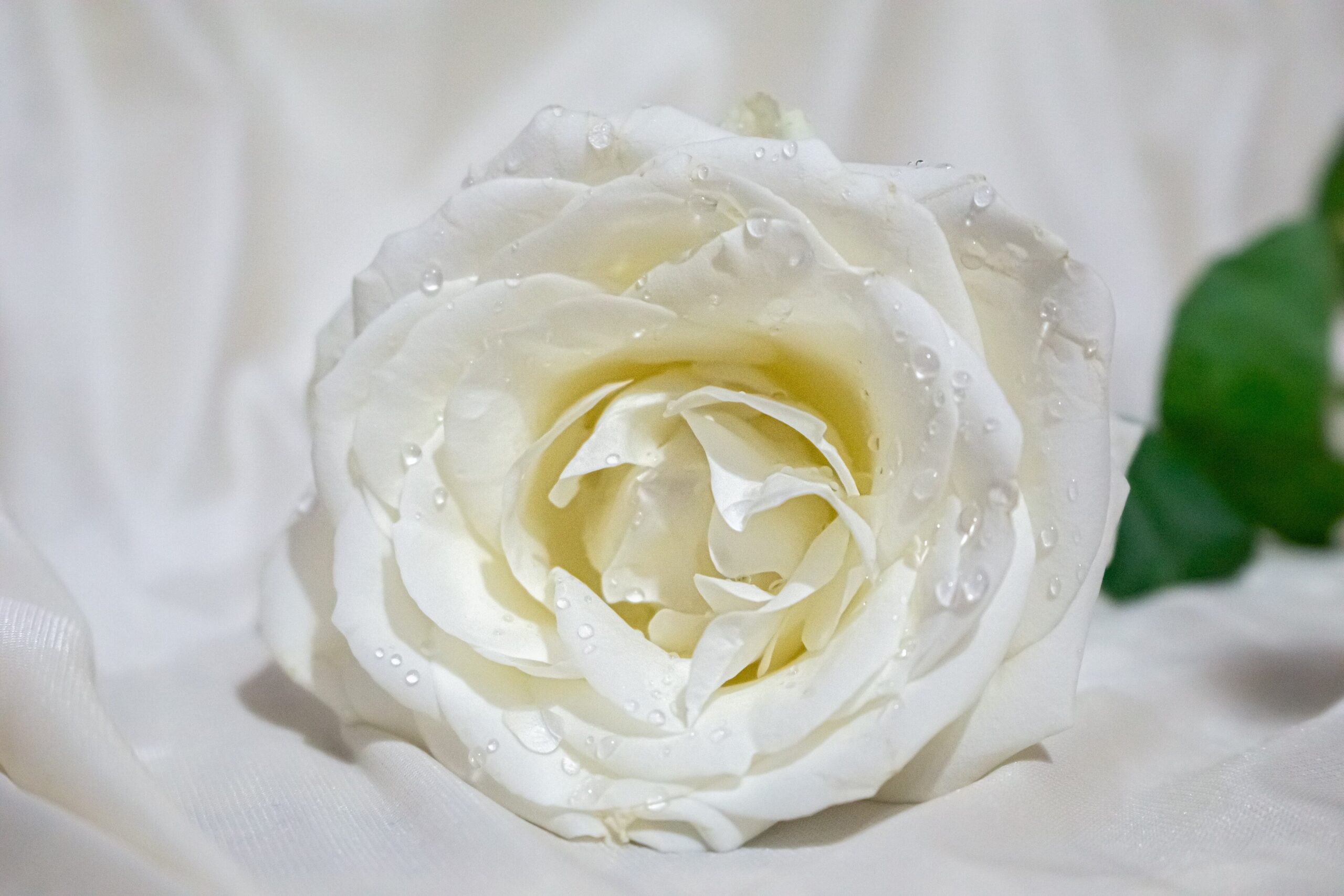 White Rose in Top of White Cloth in Aberdeen