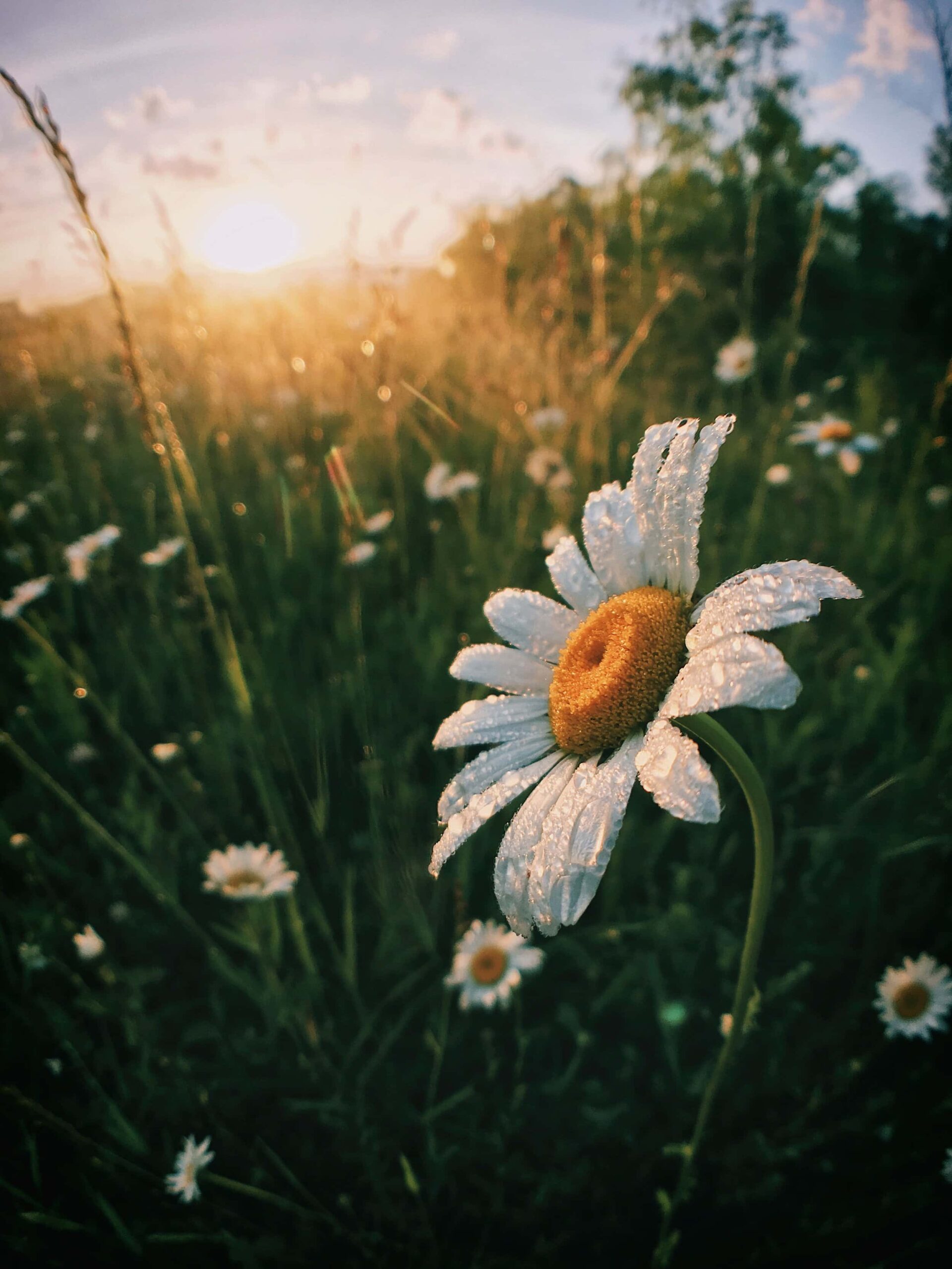 Beautiful Daisy with water Drop in Sunrise