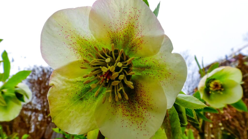 Christmas Rose “Hellebore” Christmas Rose “Hellebore” Christmas Flower