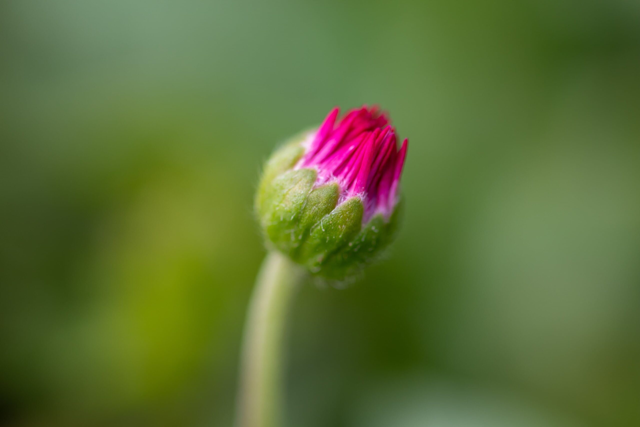 Cute Pink Flower Buds