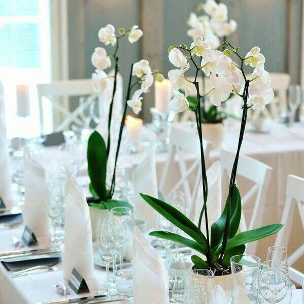 Dreamy Orchid Centerpieces