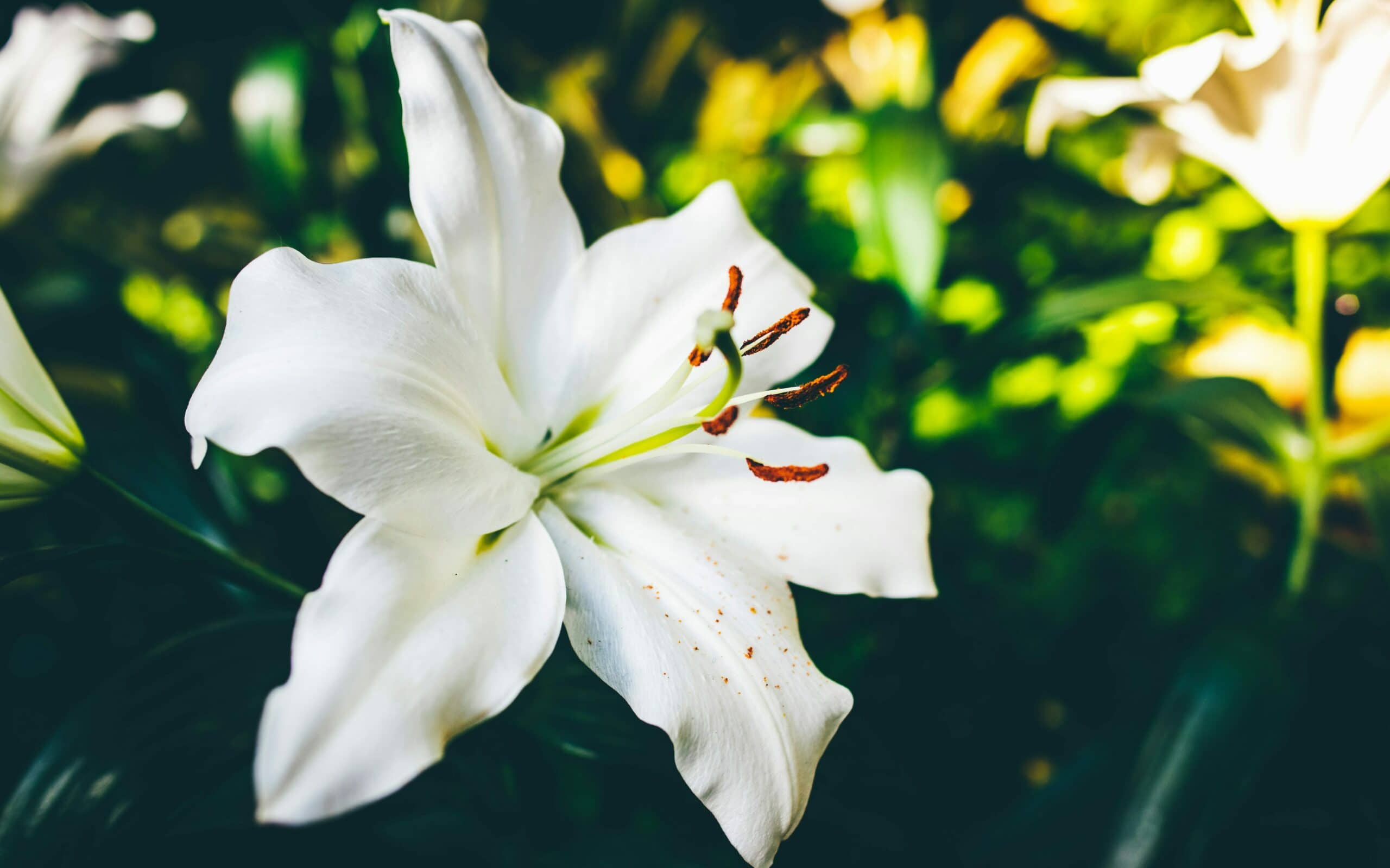 elegance and sophistication