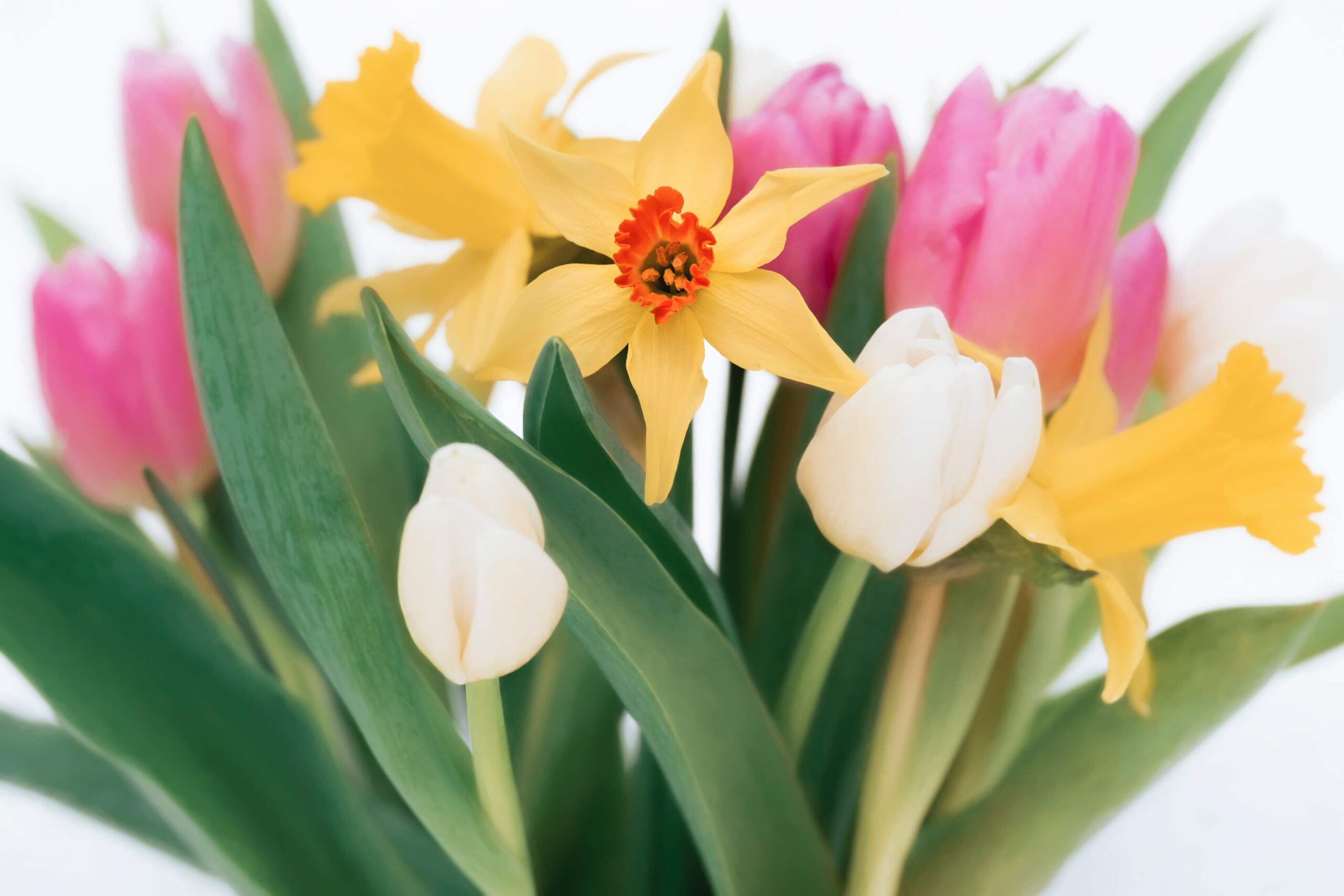 Fresh Tulip And Daffodils with Other Flowers