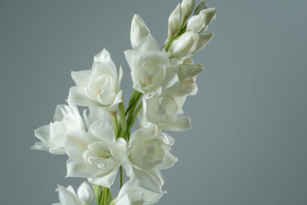 Gladiolus Sympathy Flowers