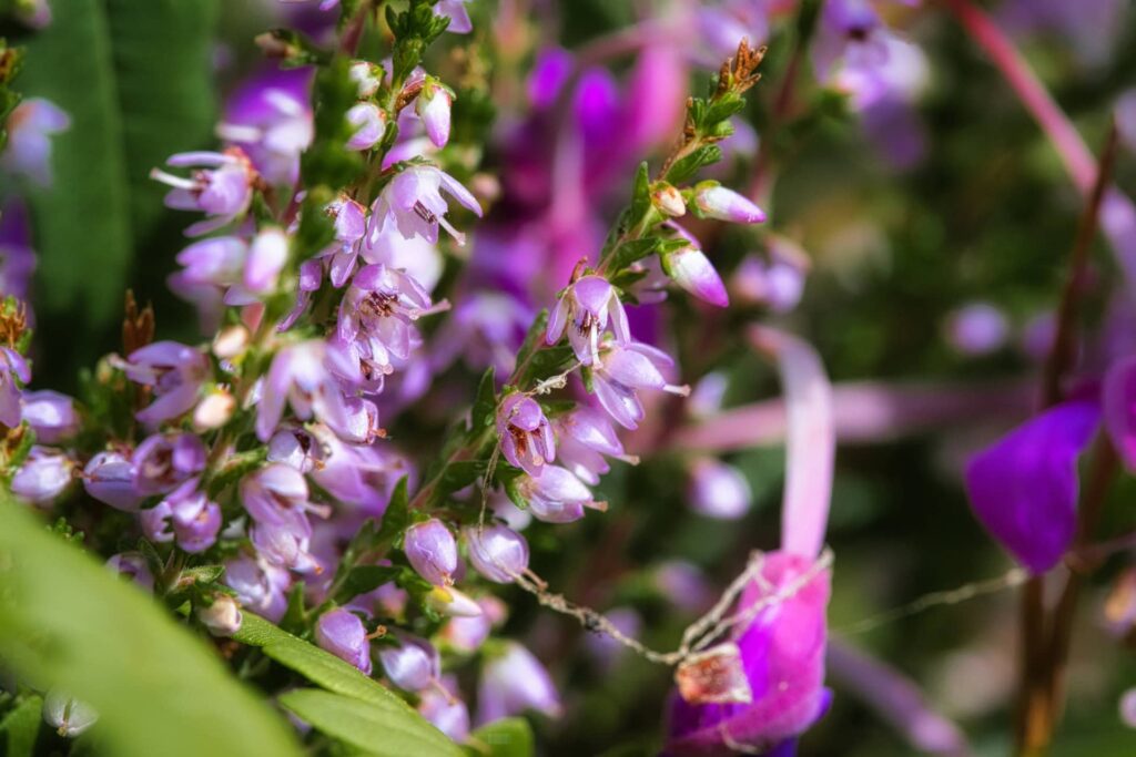 Heather Flower for St. Andrew's Day