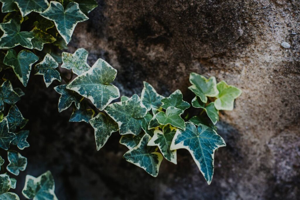 Ivy Ivy Vine