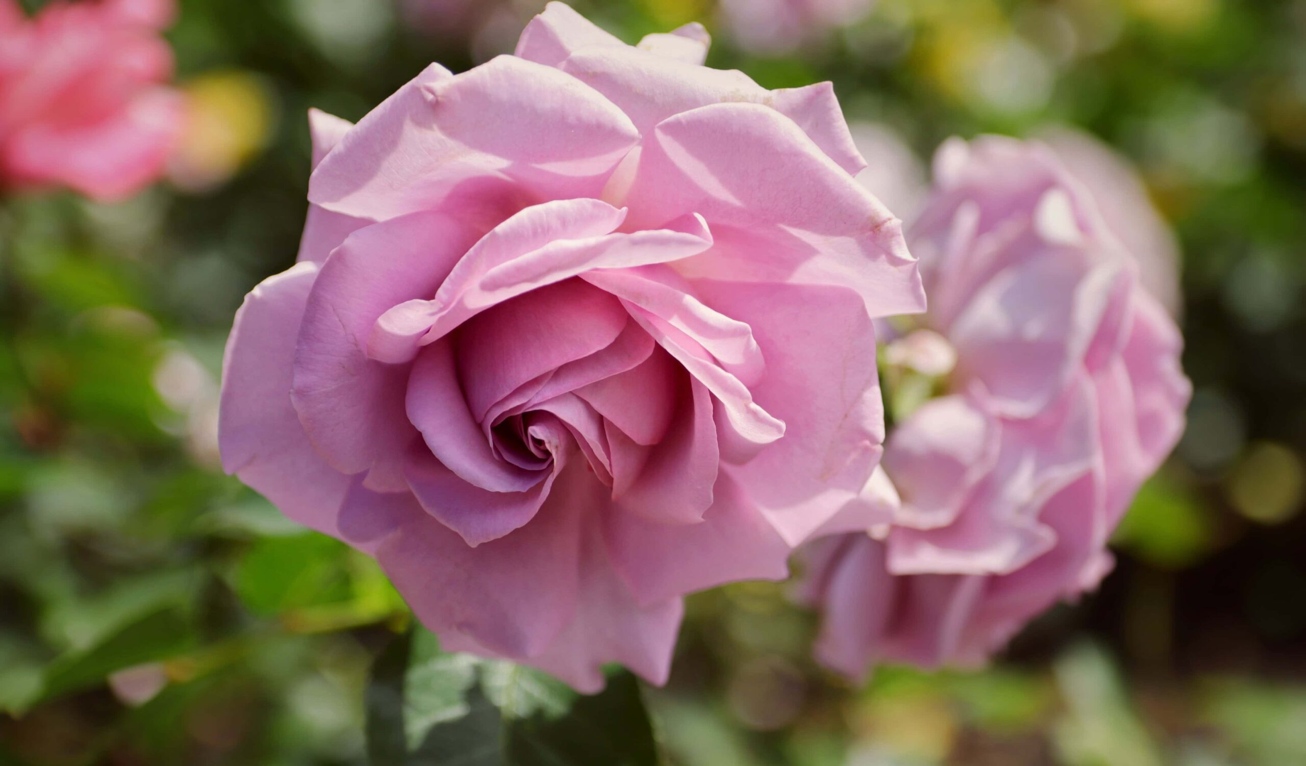 Lavander Rose in Summer Day in Aberdeen