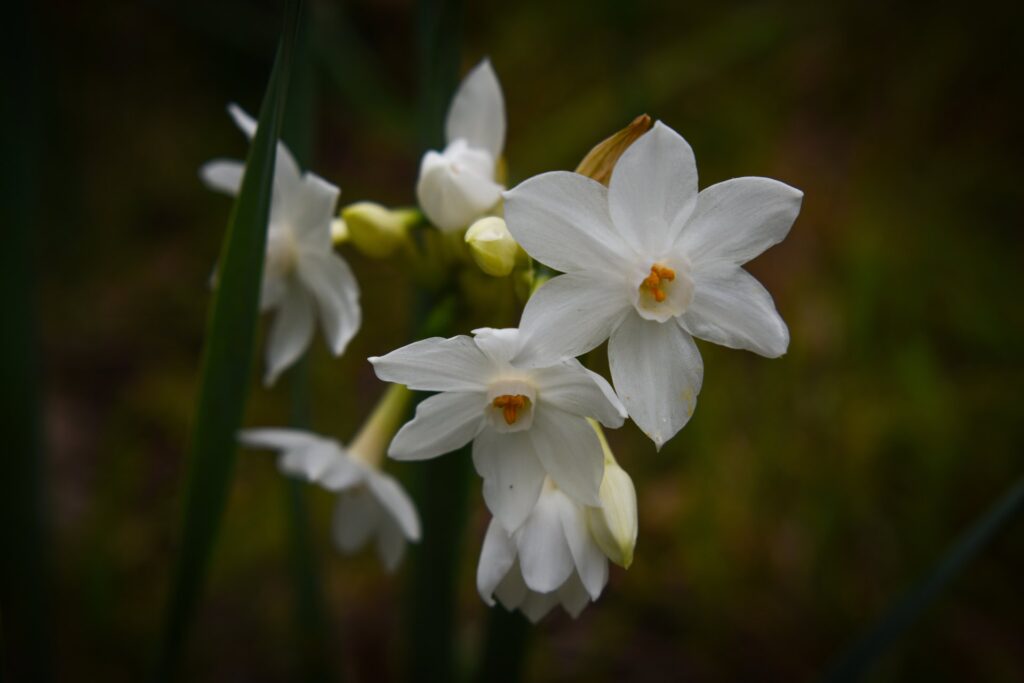Paperwhites Paperwhites Christmas Flower