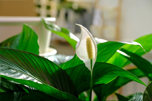Fresh lily Plant in Garden