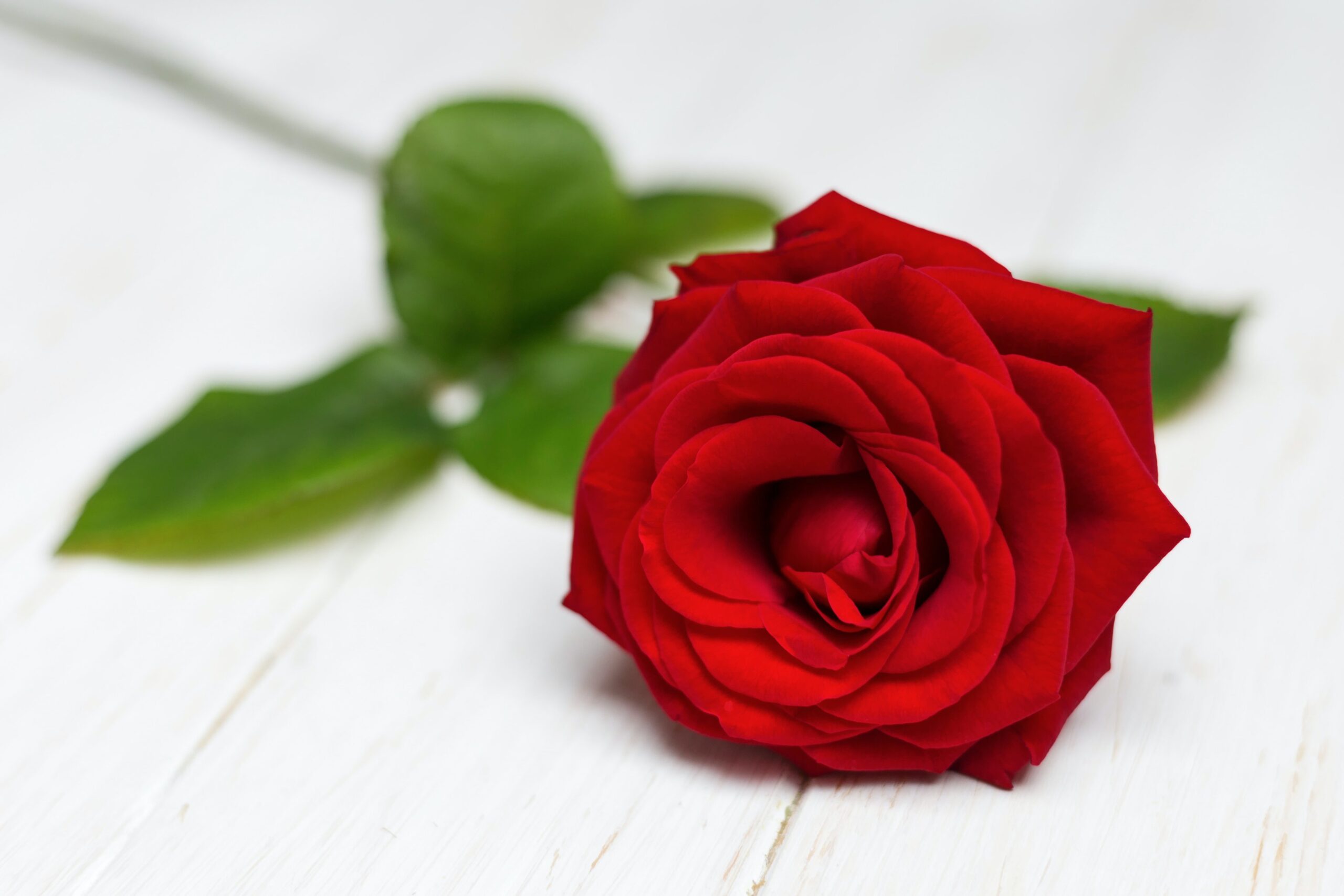 Sweet Red Roses Flower in White Table