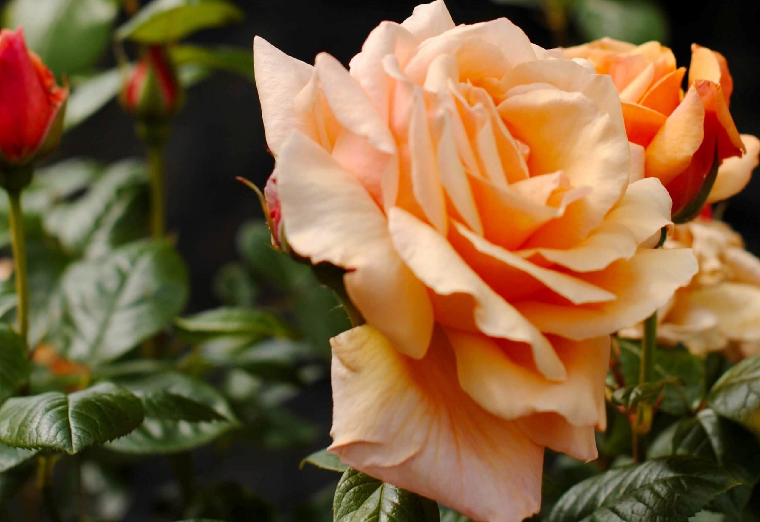 Peach Roses in a Flower Shop in Aberdeen