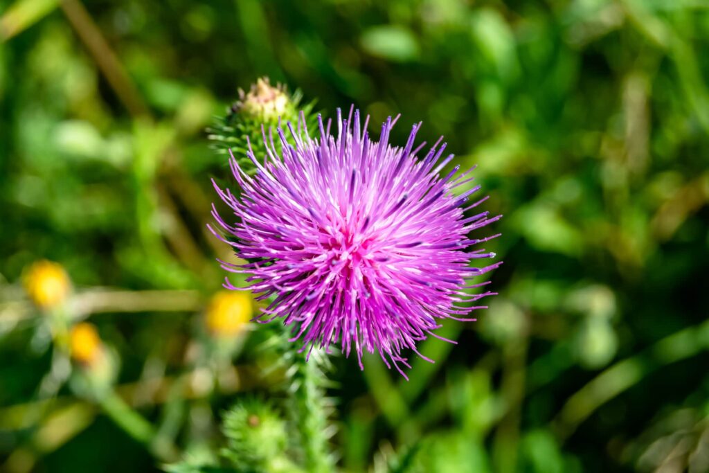 Thistle Flower for St. Andrew's Day