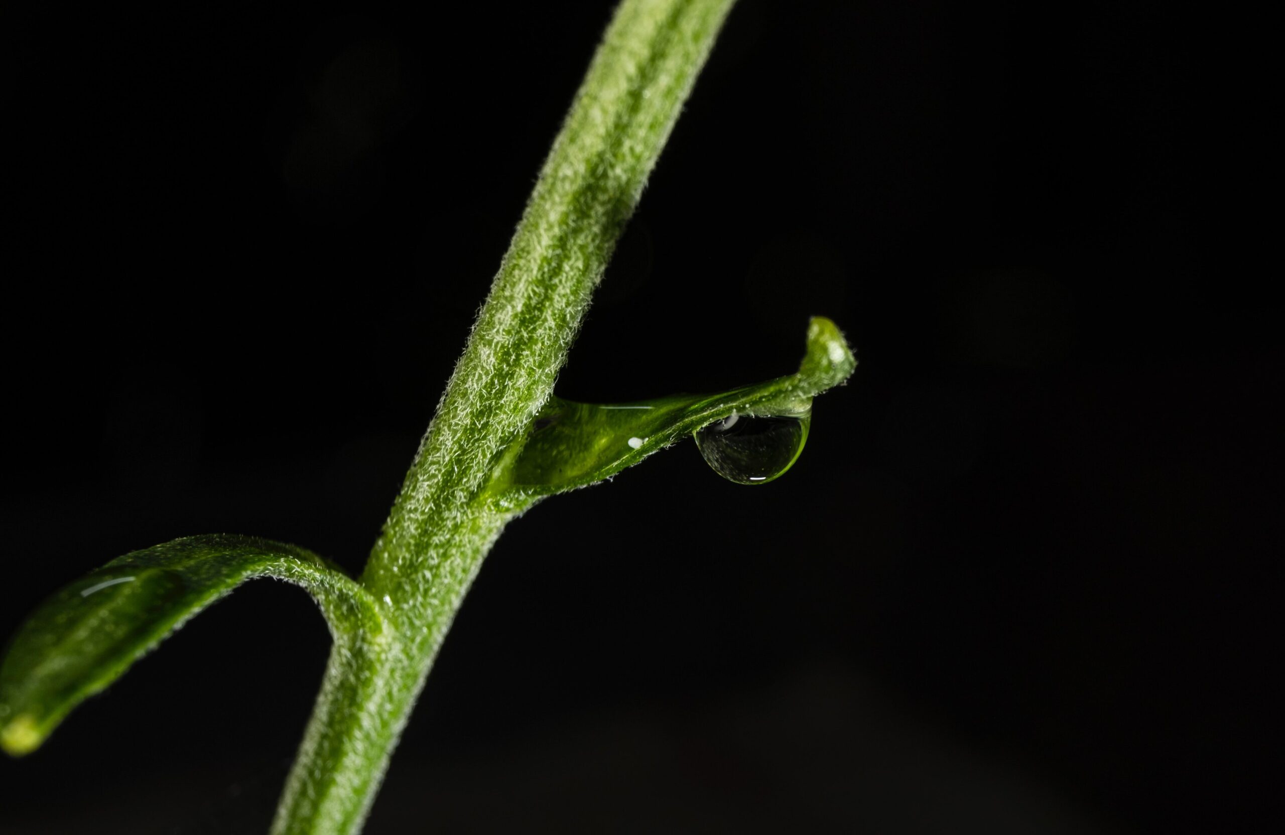Wet Flower Stem