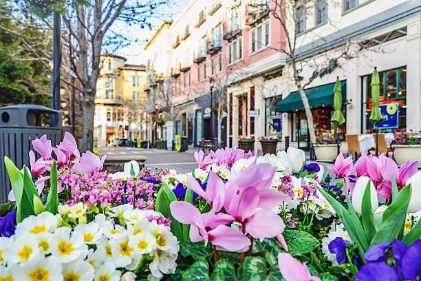 A blooming bunch of flowers on a street