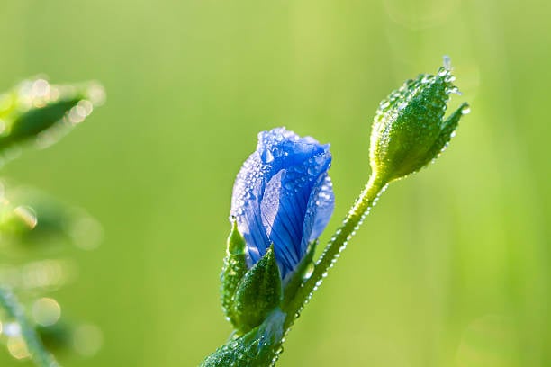 Blue Bell Flower in Scotland