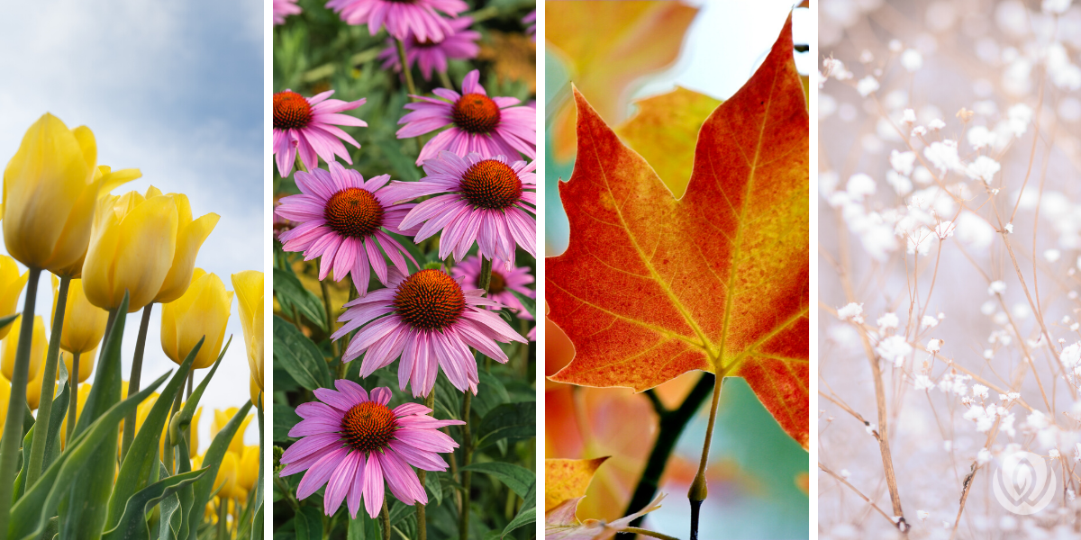 Best Enchanting Bouquets for Every Seasonal Celebration