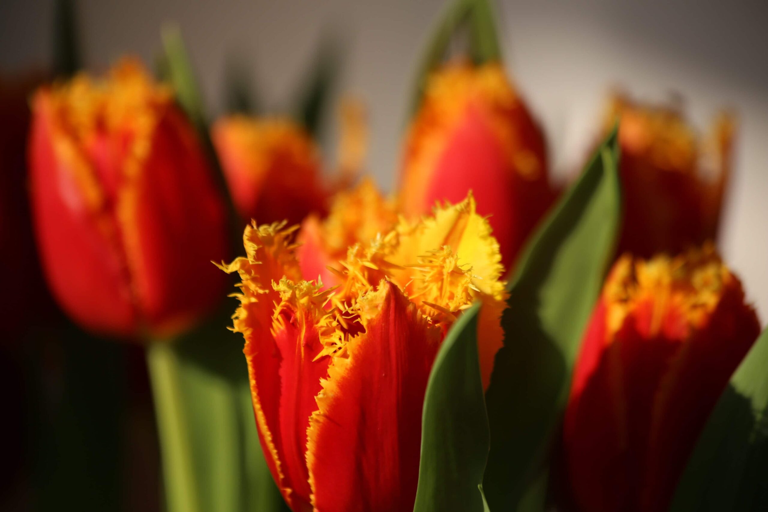 parrot tulip