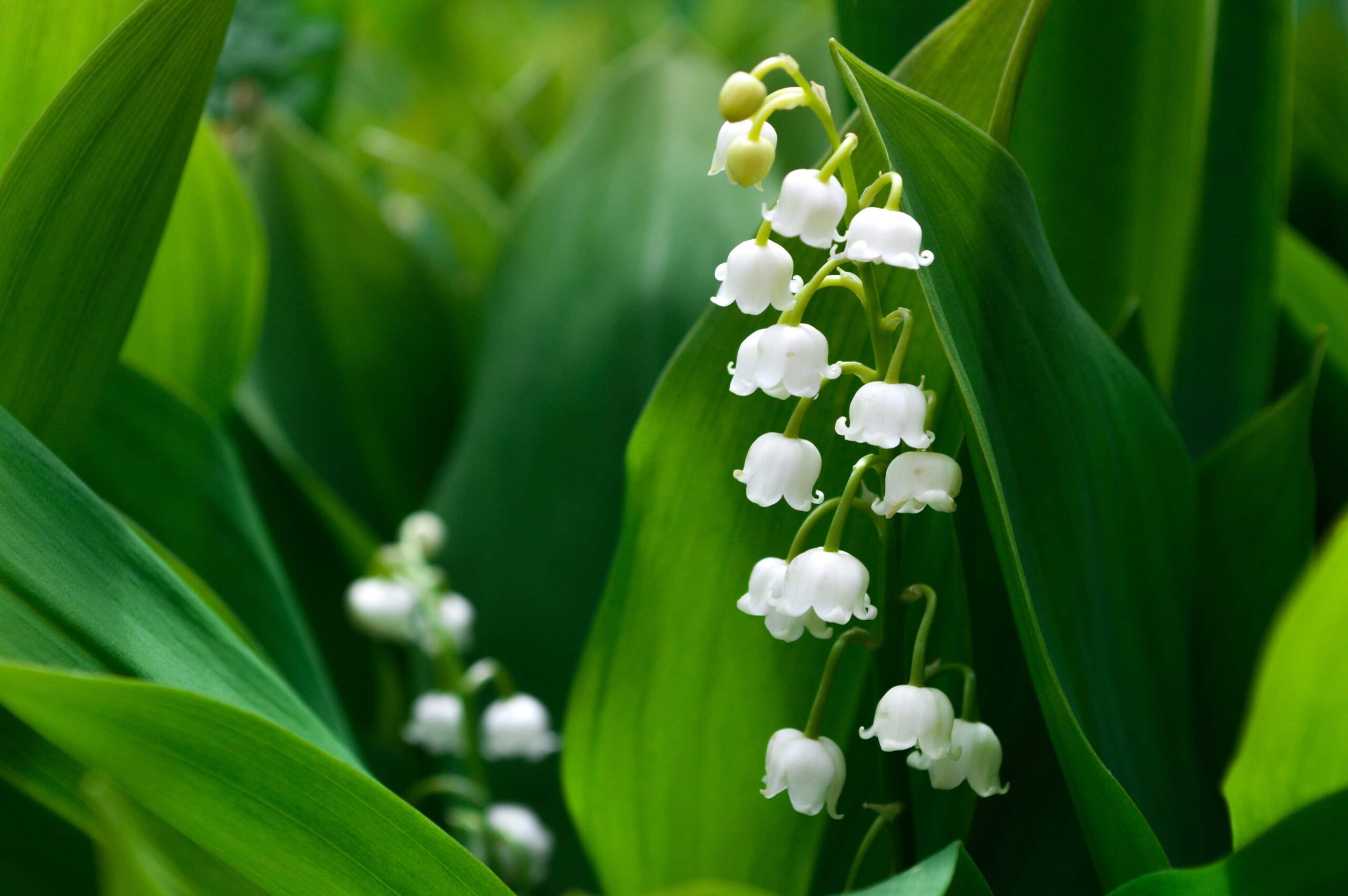 Lily of Valley in Scotland