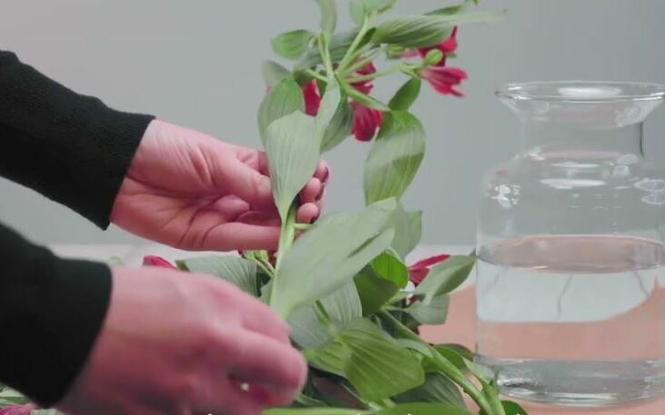 remove any leave below the water line
