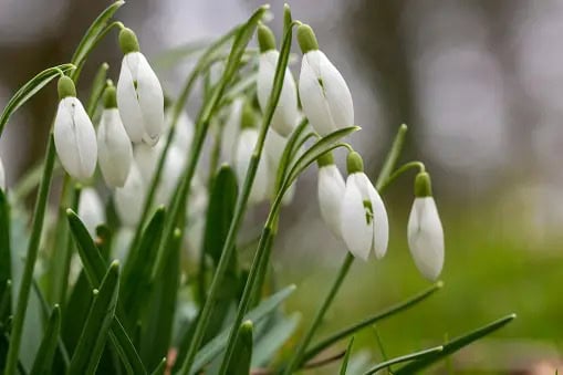 Snowdrop Flower in Scotland