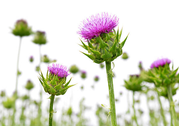 Fresh thistle flowers in Scotland