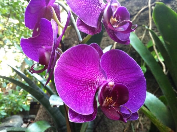 Wild violet orchids on a tree in Scotland