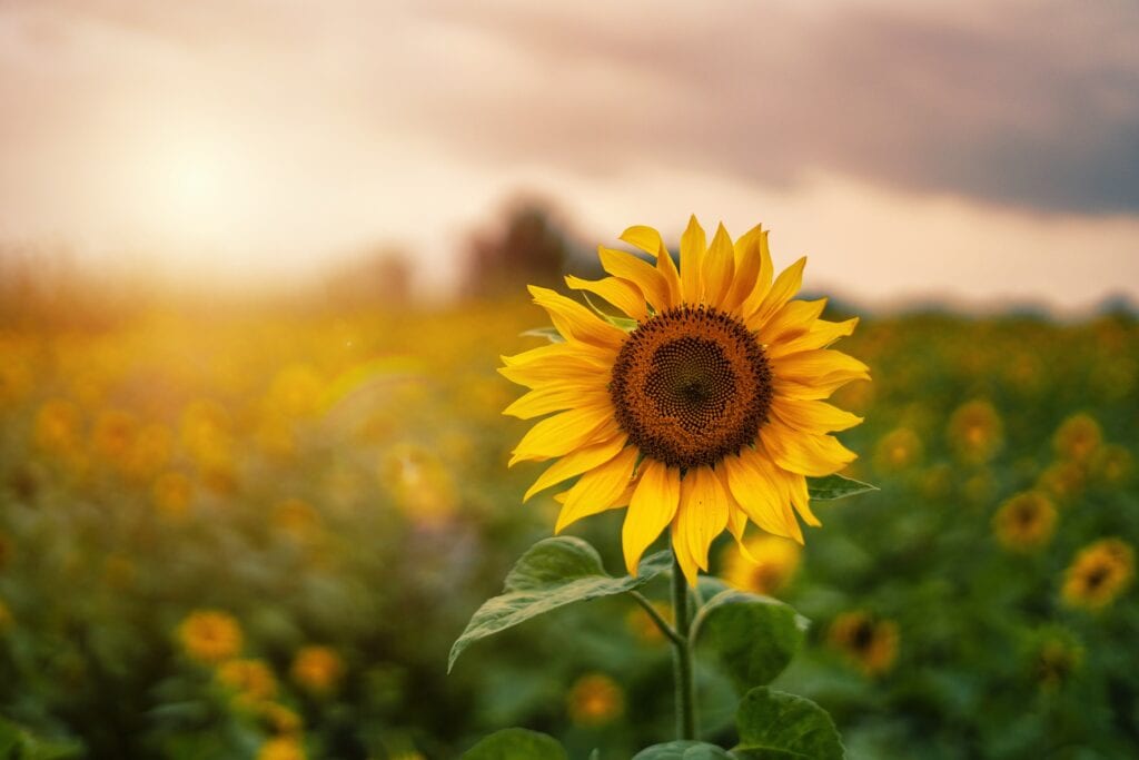 A Beautiful Fresh Sunflower in Sunrise 