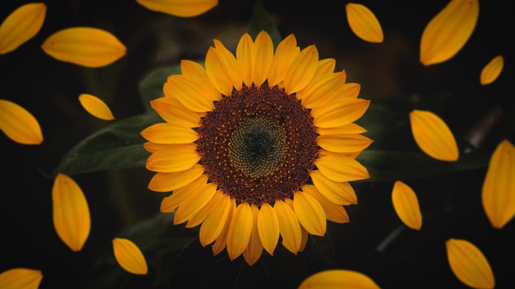A Beautiful Sunflowers with  Fresh Petals