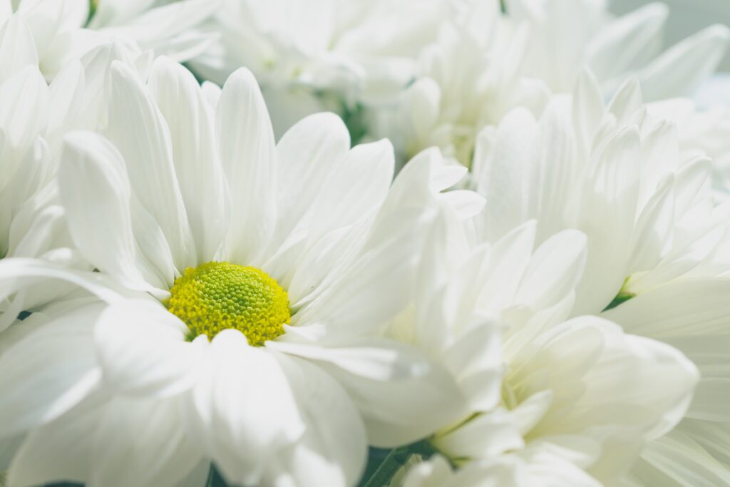 A Beautiful Blooming White Chrysanthemums 