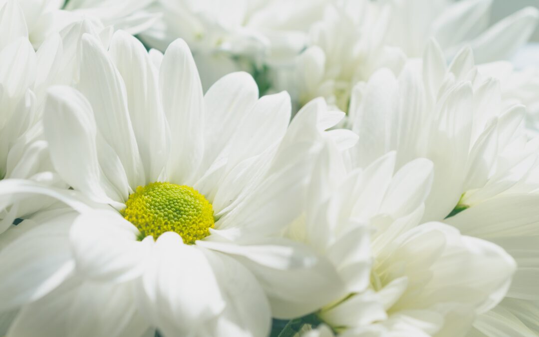 Best Flowers To Send in Funerals to Show Sympathy