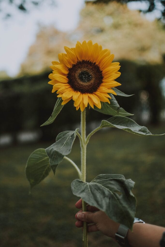 A Big Sunflower holding by People