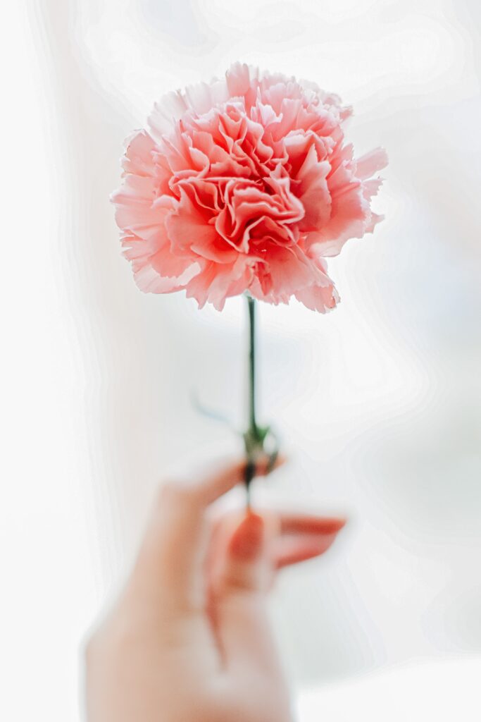 A Fresh Carnation Flowers Holding by Woman