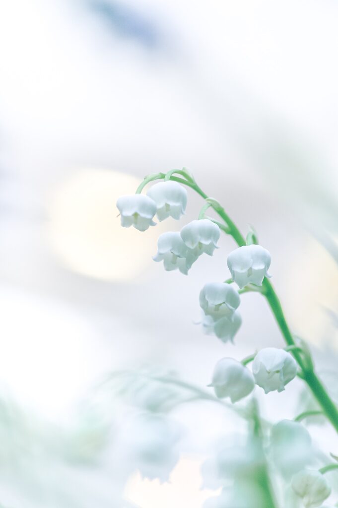 A beautiful Fresh View of Lily of Valley