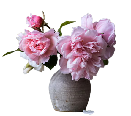 Apology Flower For You | Anastasia Florists