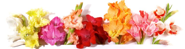 Beautiful Different Color of Gladiolus