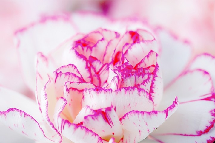 Beautiful Pink Carnation