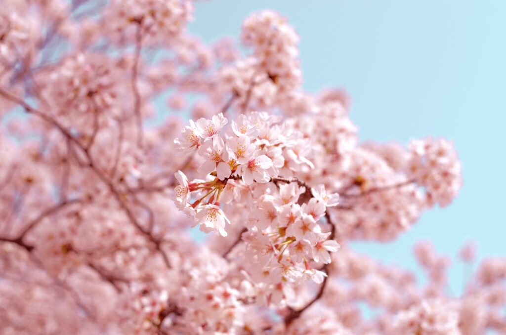 blomming cherry blossom