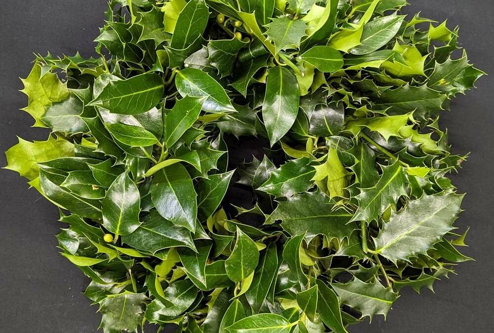 Holly Wreath