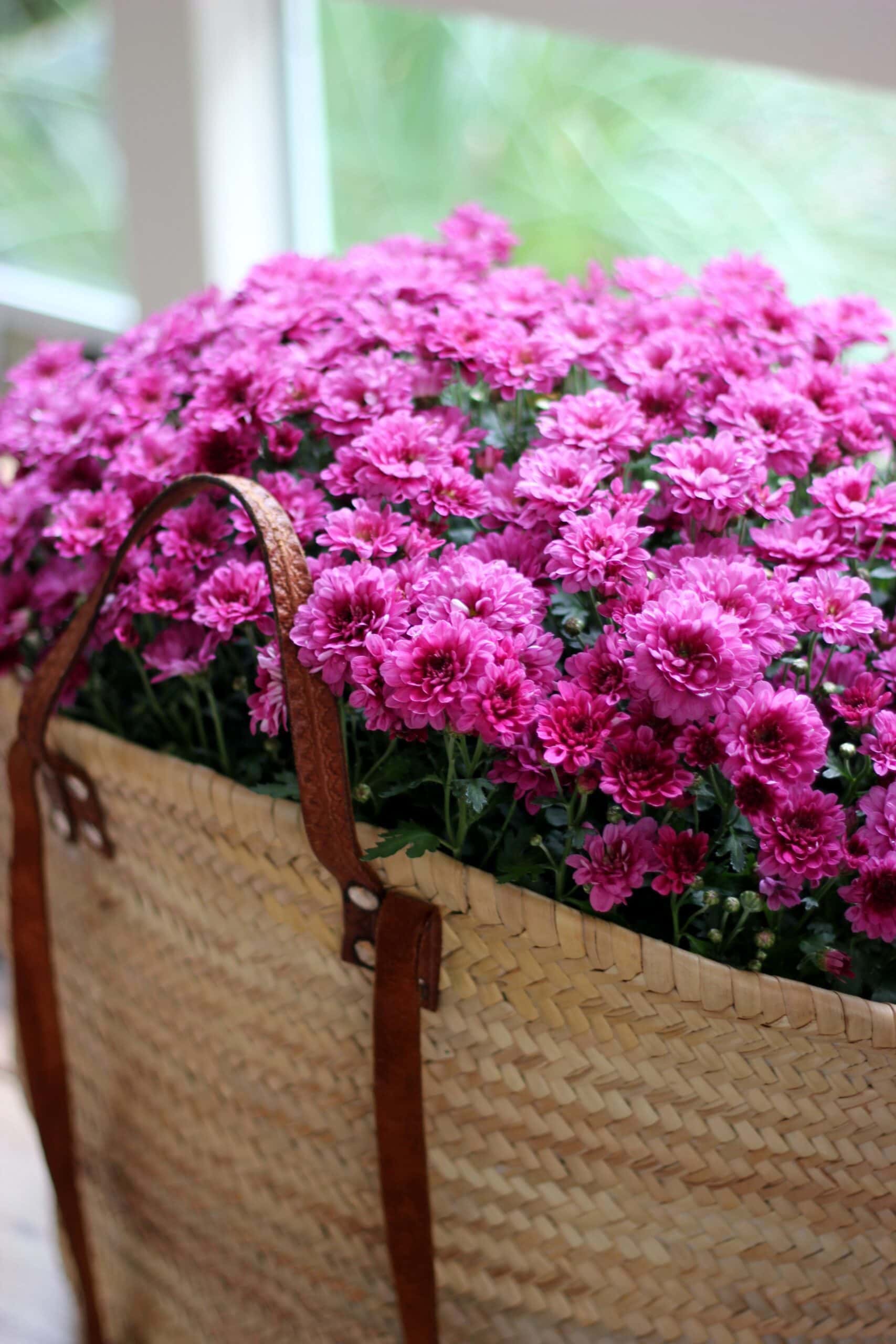 Pink chrysanthemums in a basket near the window