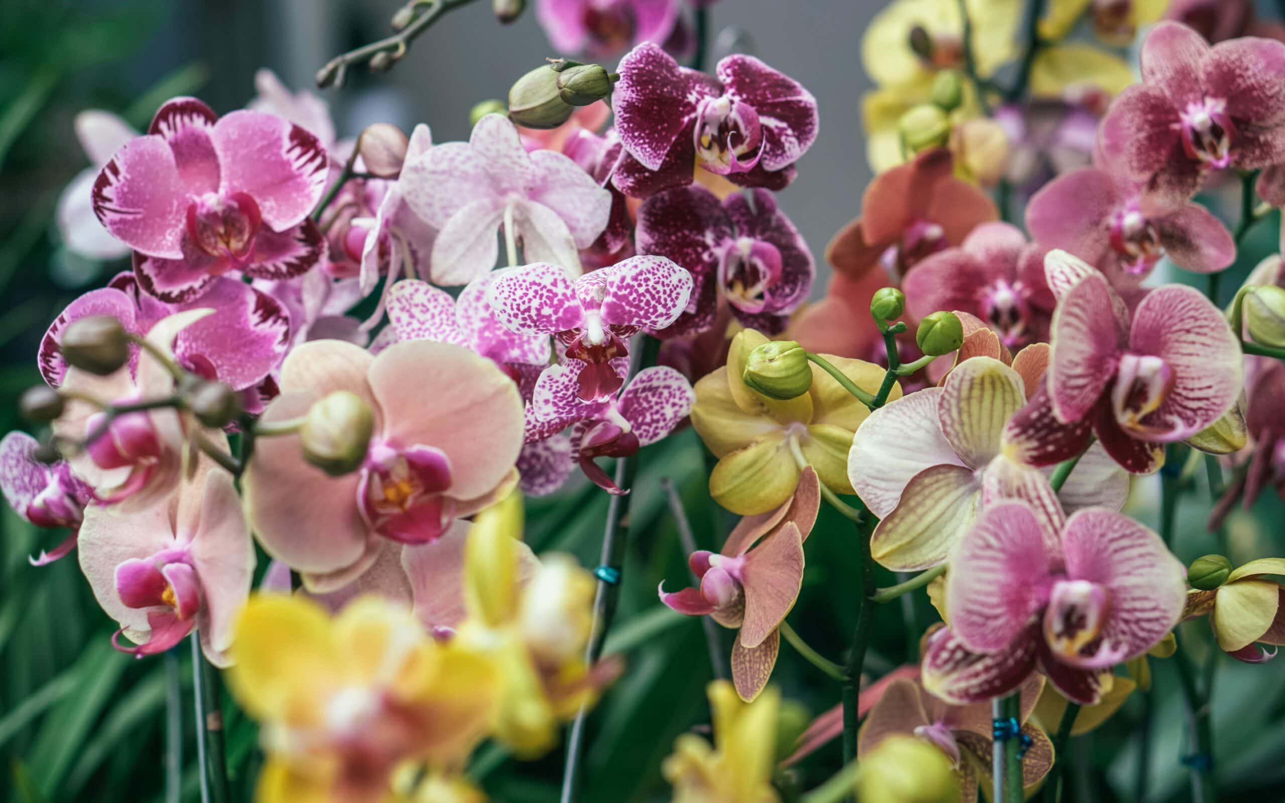 Exotic and Alluring edited scaled exotic and alluring