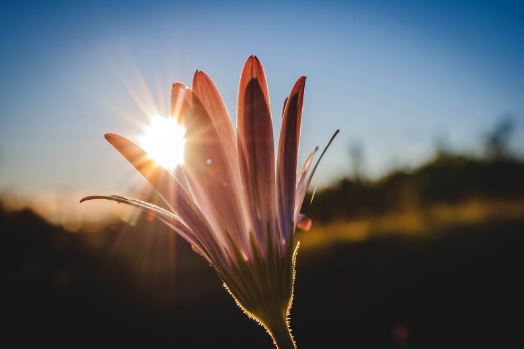 How to Keep Flowers and Bouquet Last Longer