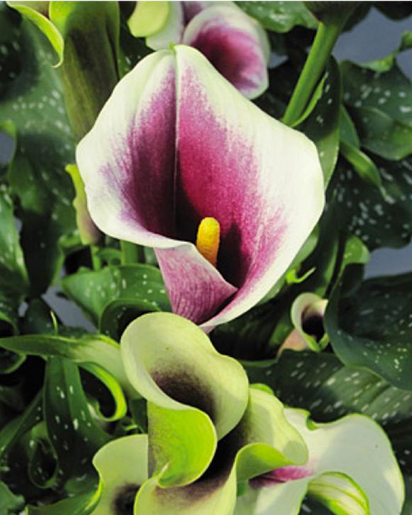 Beautiful Calla lilies Bulb 
