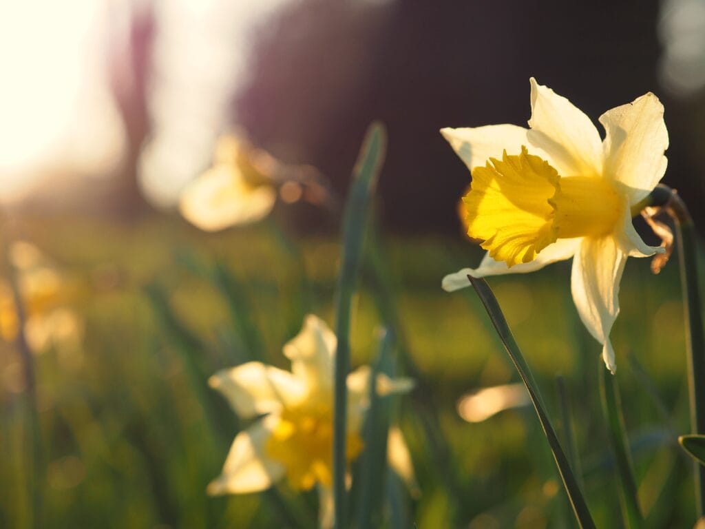 Fresh Daffodil Flower in Sunlights