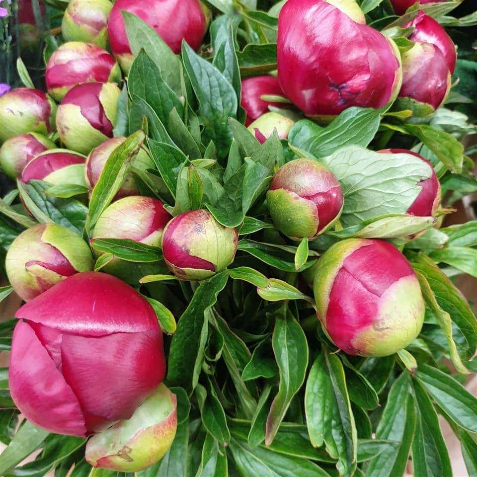 Fresh Peonies just arrived