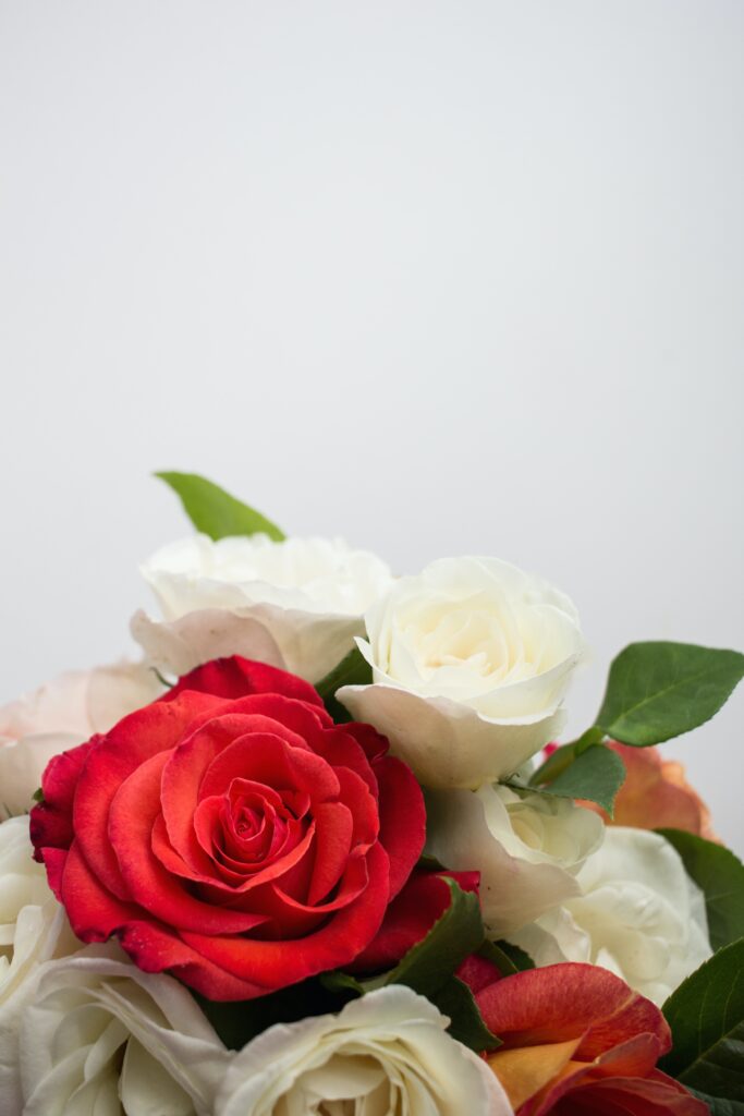 Fresh Red Roses and White Roses Flowers
