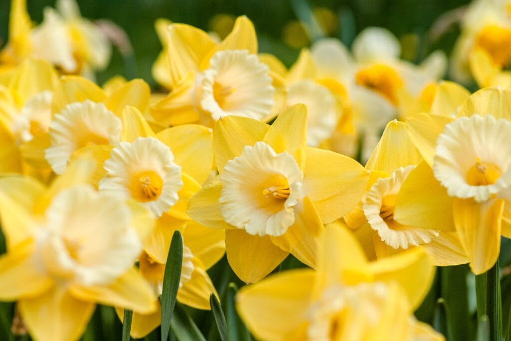A Lot of Fresh Yellow Daffodils in Garden
